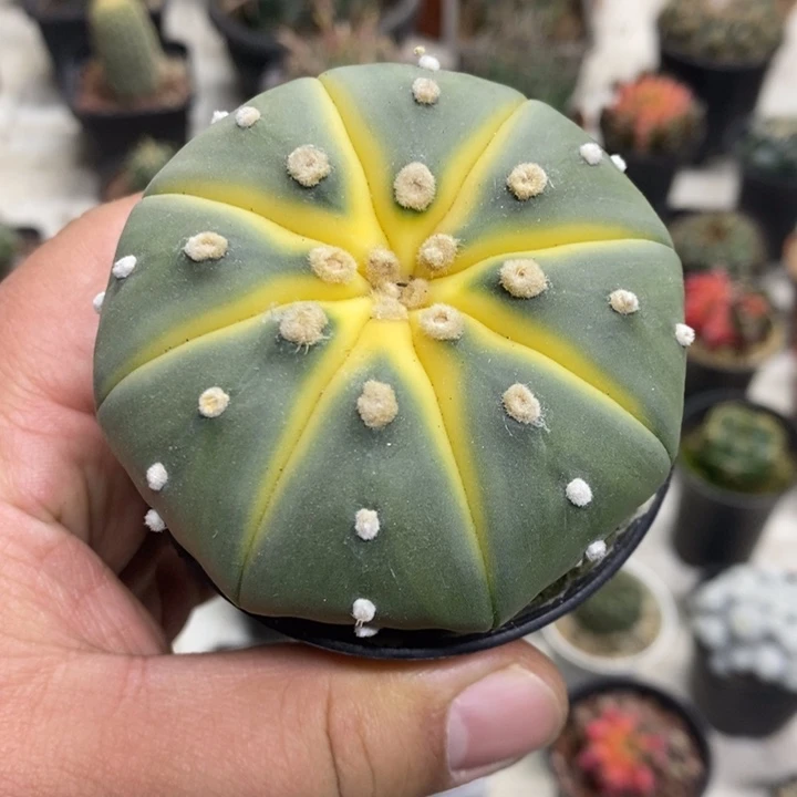 实生西瓜兜特价福利