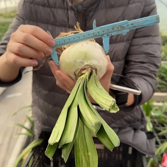 花孔雀9～10开花包对版 花后球 还能开花