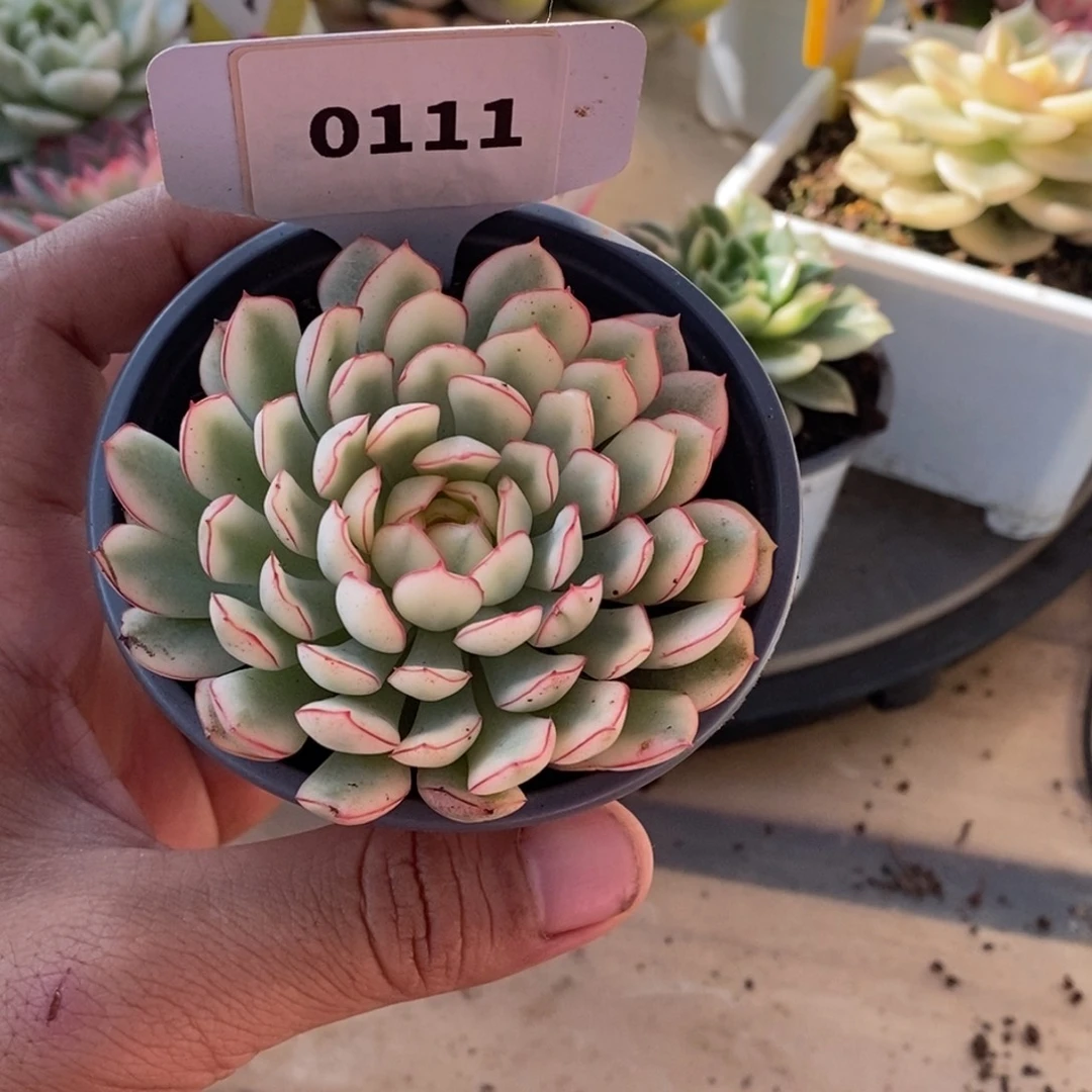 0111梦幻玫瑰哈哈哈