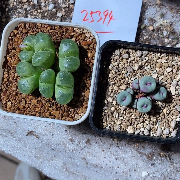 25394。  安格杂。群生。 加红嘴群生。