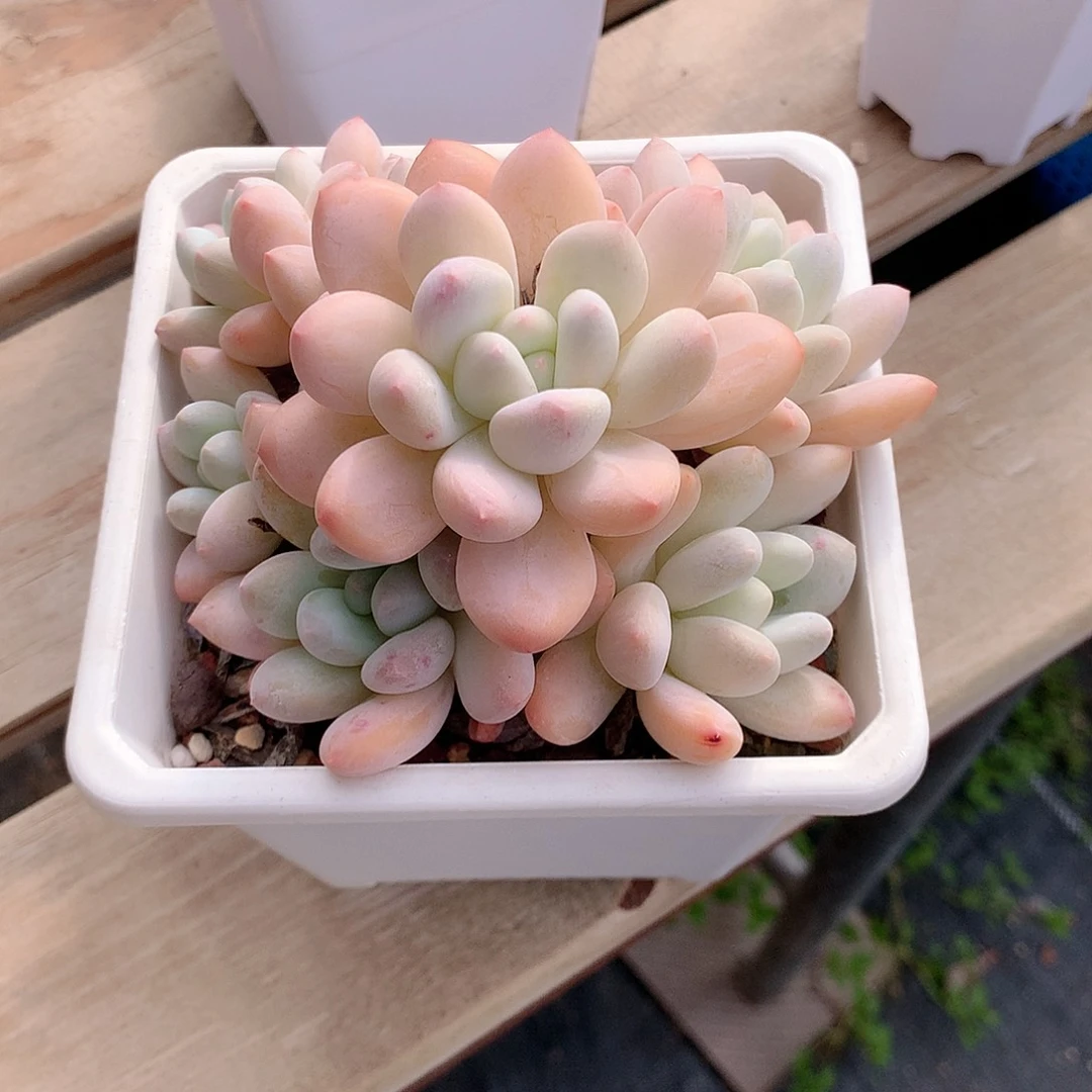 香水多肉植物老桩