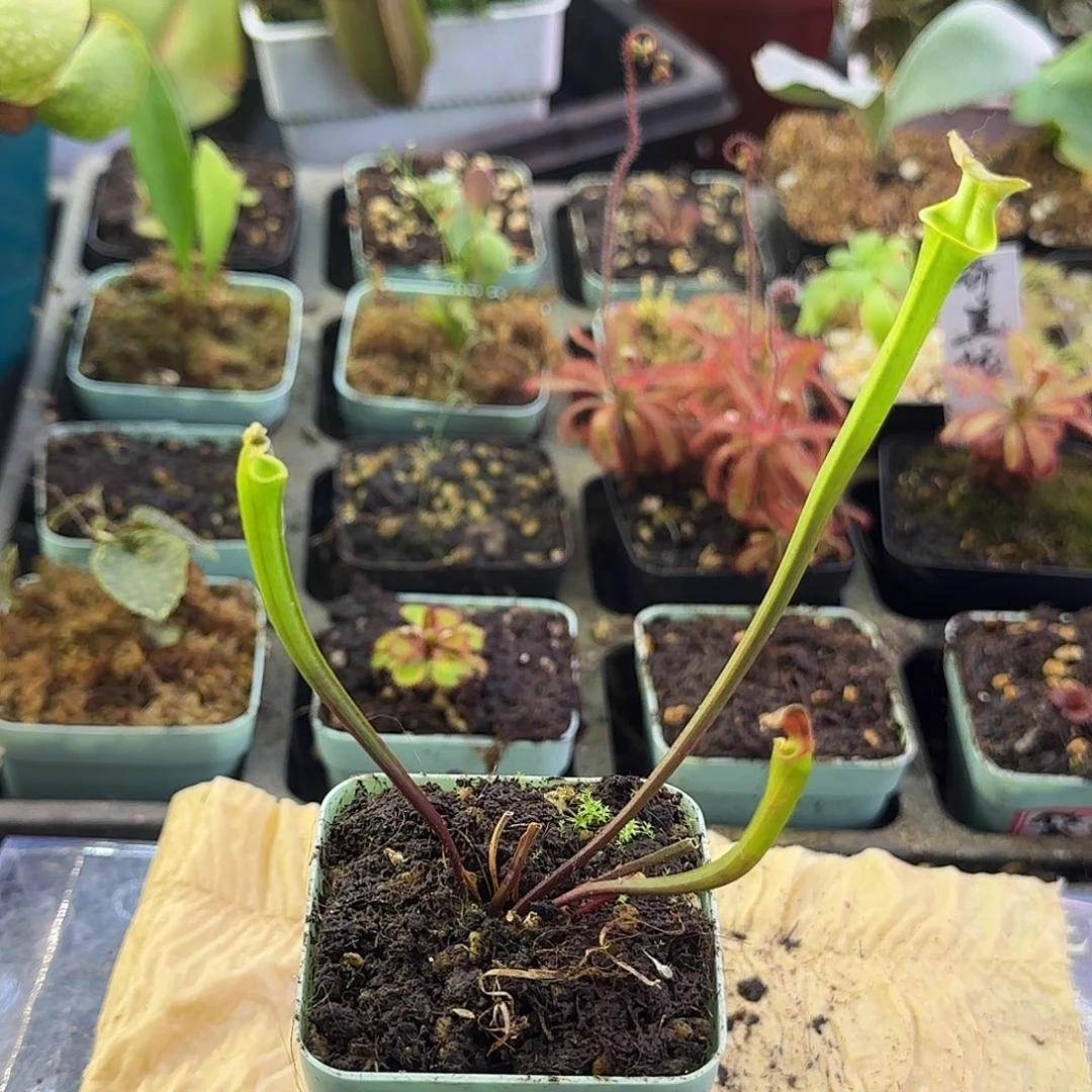 完全开放64瓶子草