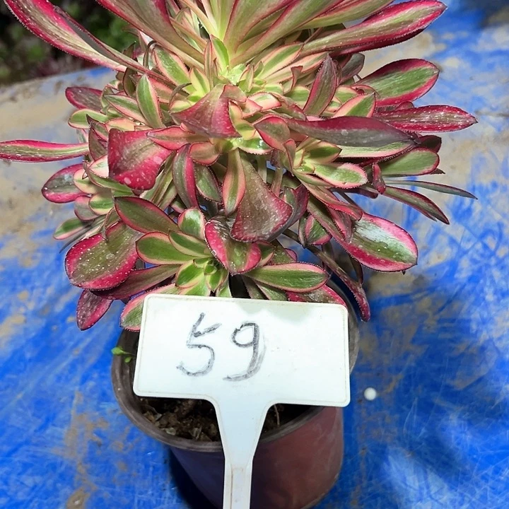 多肉植物香奈儿法师