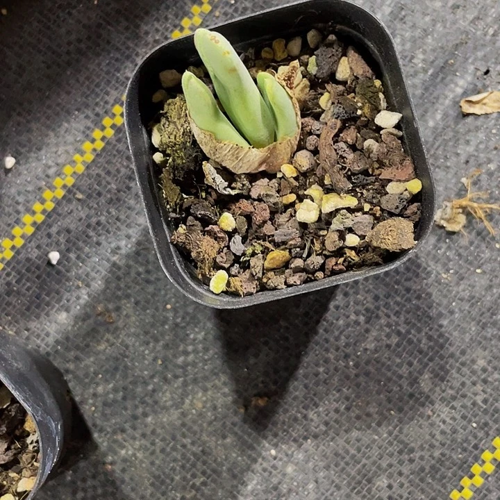 普通猪蹄5.8带盆土发货