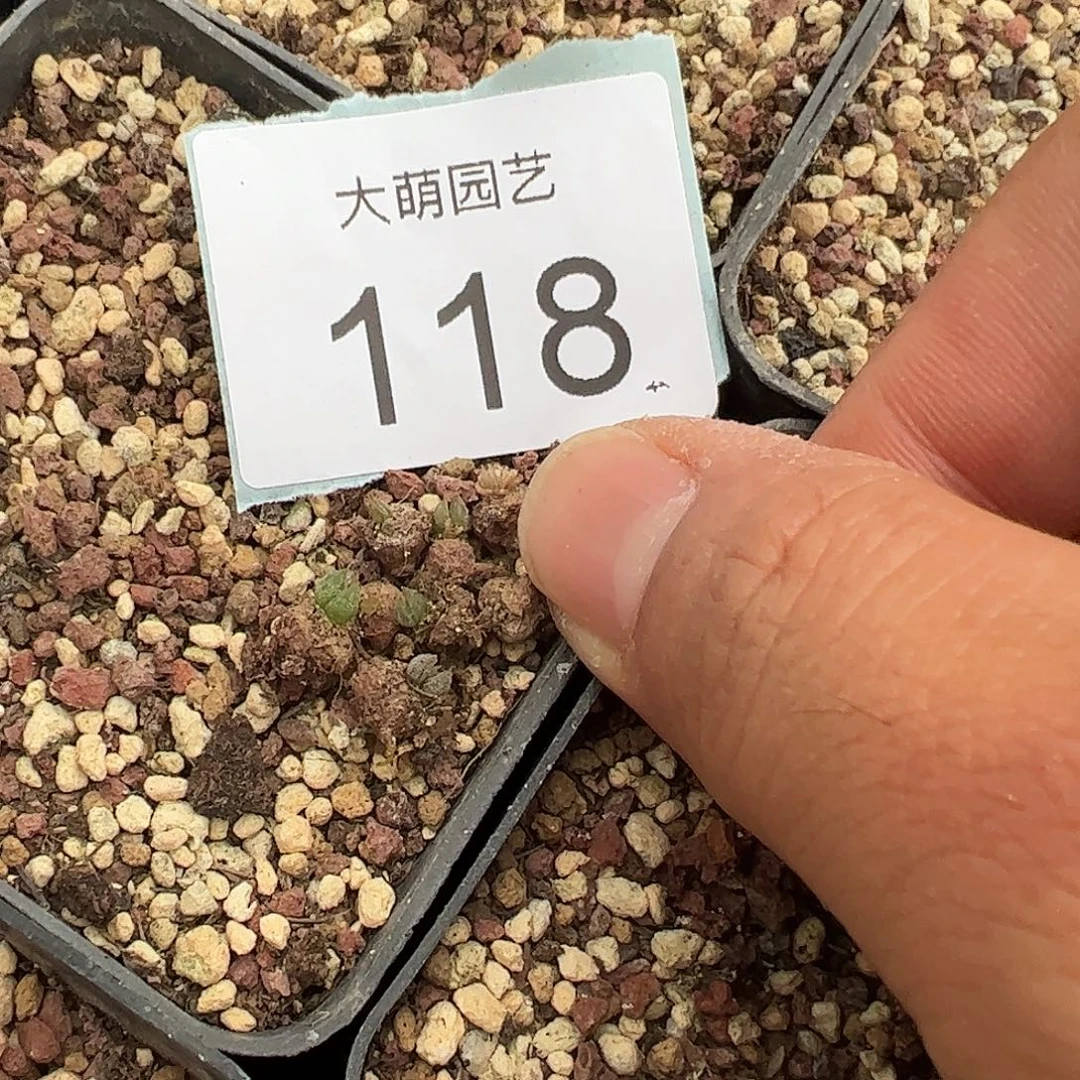 量拍以下1颗洛丽塔。 尺寸非常小介意勿拍118