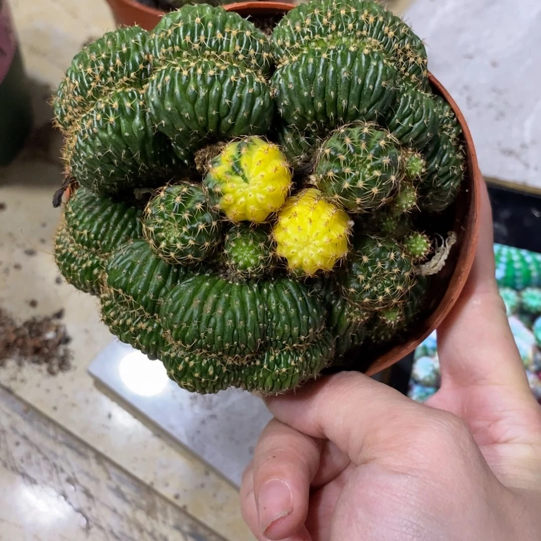 新品丽花缀化锦一物一拍4
