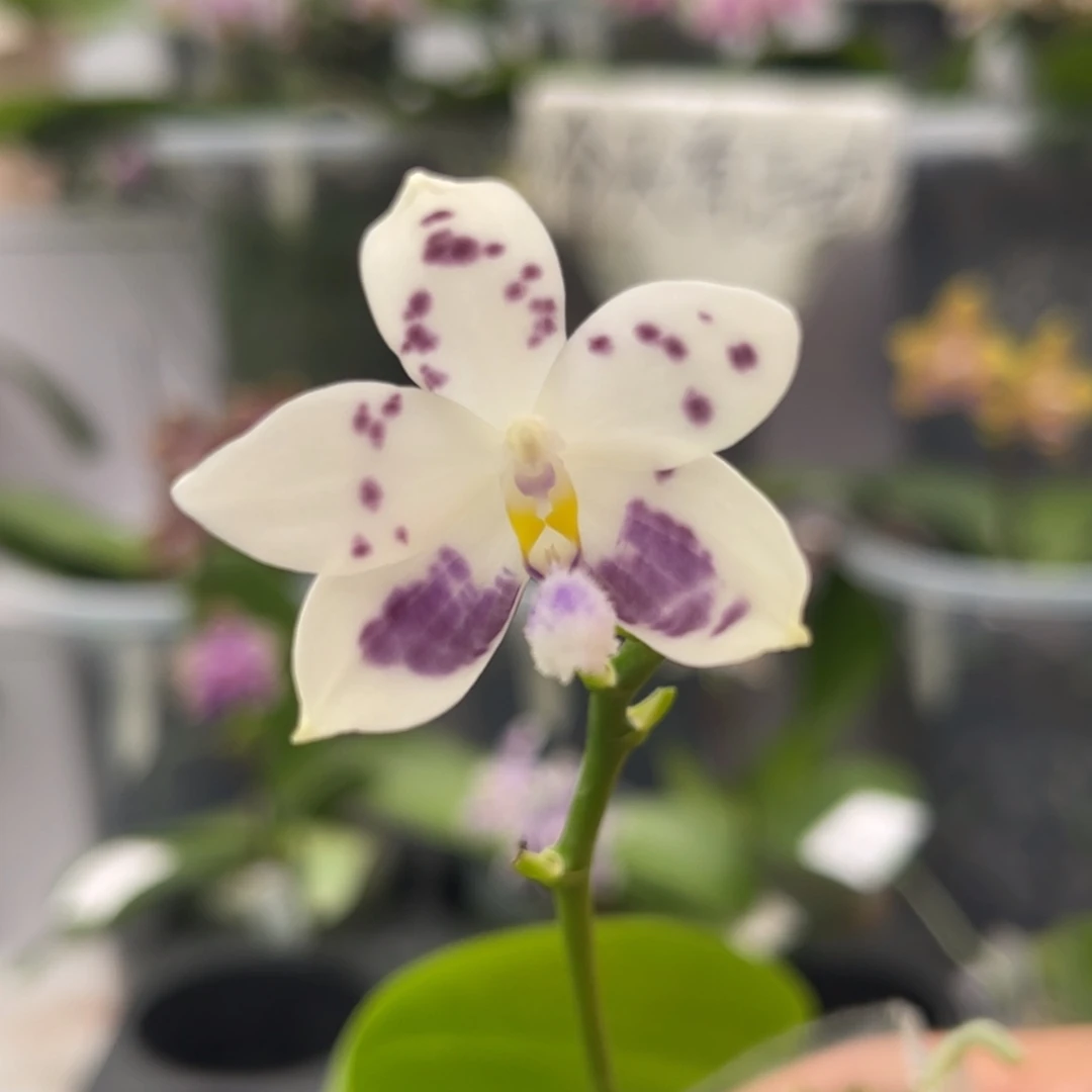 完全开放239 2.8寸22J2 一物一拍