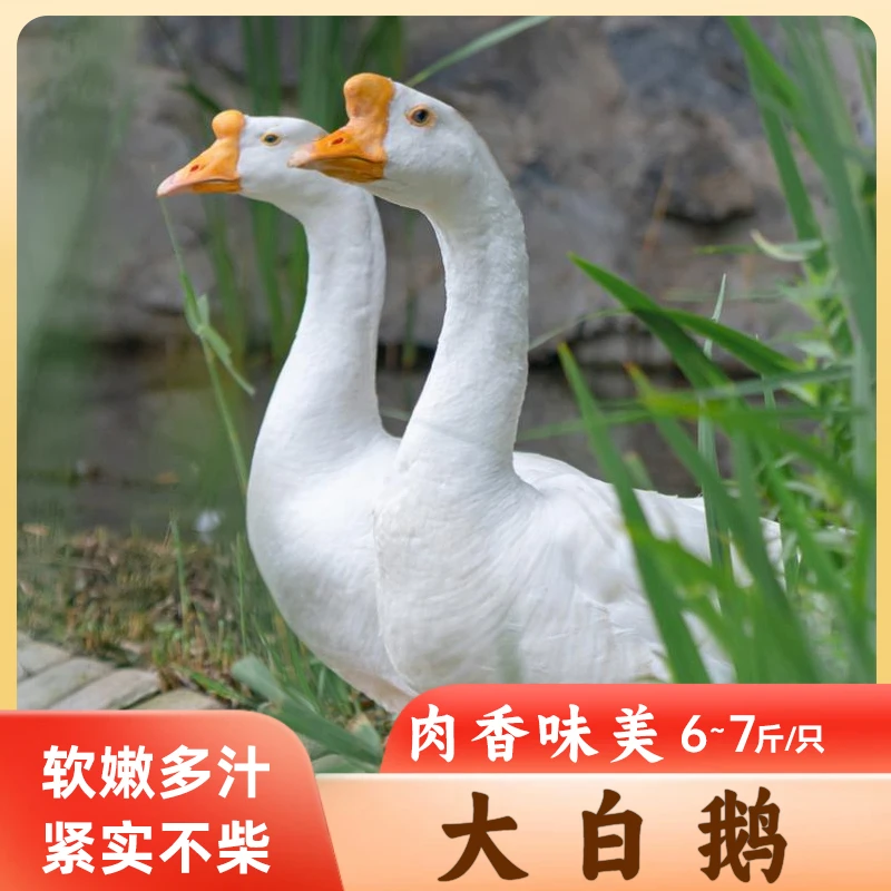 【戚鲜生】大白鹅6-7斤/只 1只装