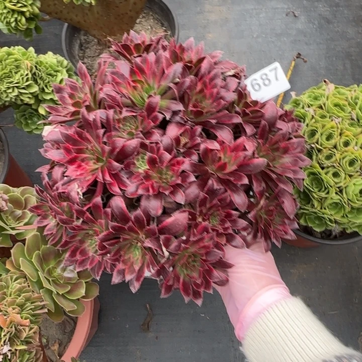 多肉植物孔雀锦687