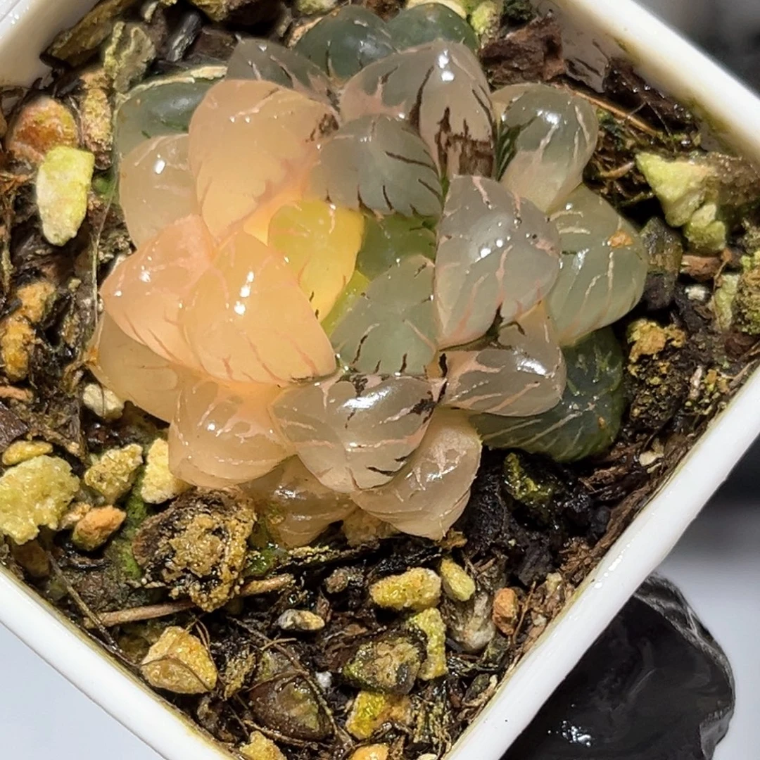 恭喜发财大吉大利4522