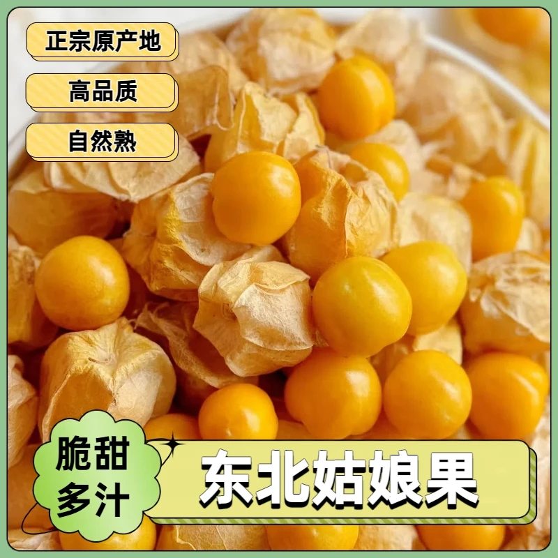 【现摘现发】东北头茬菇娘果新鲜采摘当季姑娘果灯笼果纯甜水果-T