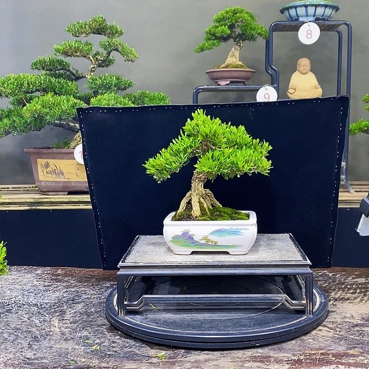 无花朵M黄杨盆景四季常青