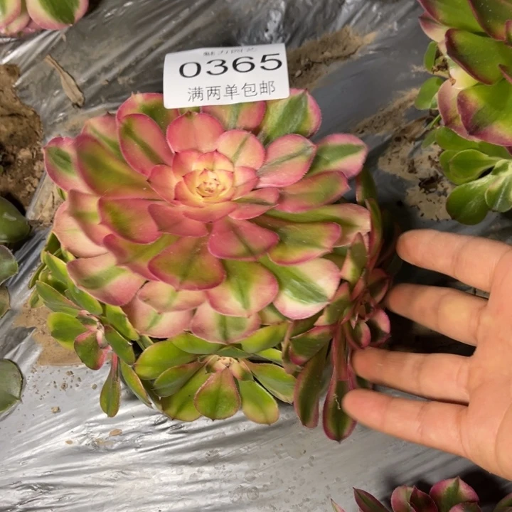 荔枝的的的多肉的人0365