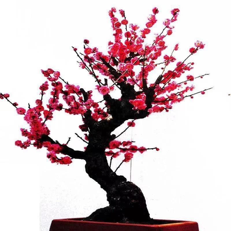 精品梅花老桩一物一拍小主盆景