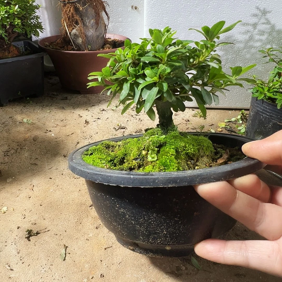 无花朵杜鹃花盲盒