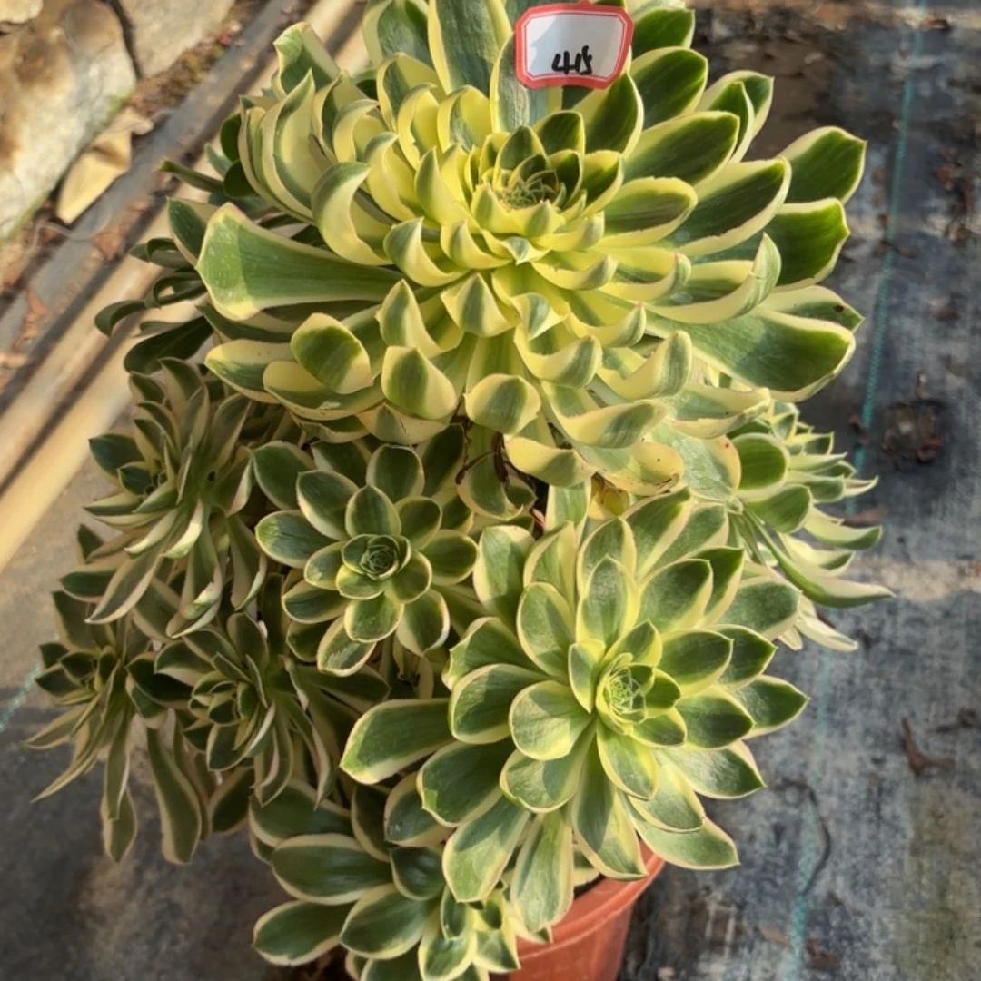 全部花朵415青莲多肉植物