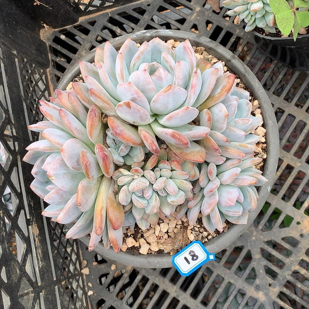 18橙子 一物一拍多肉