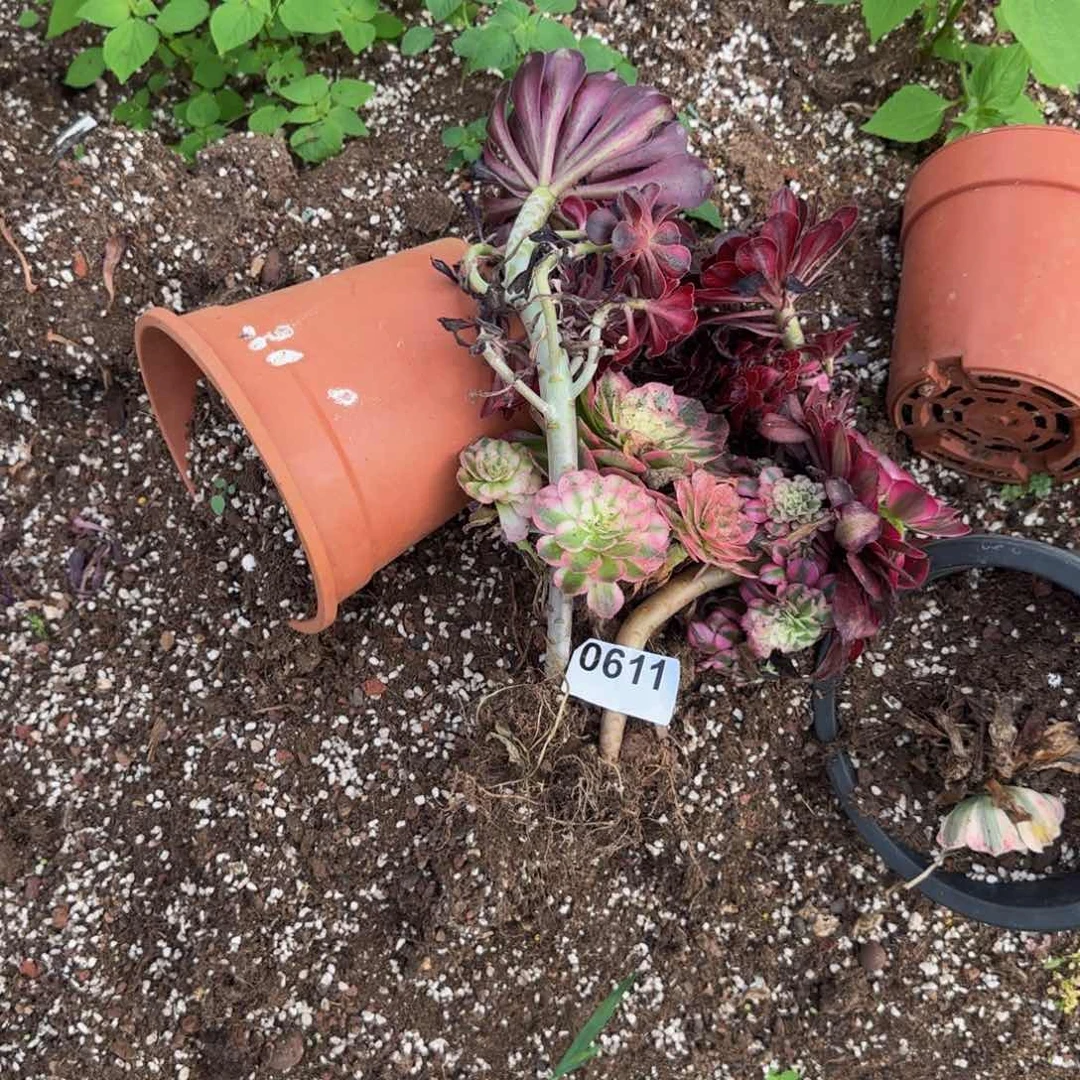 九***荞送花0611多肉法师锦111