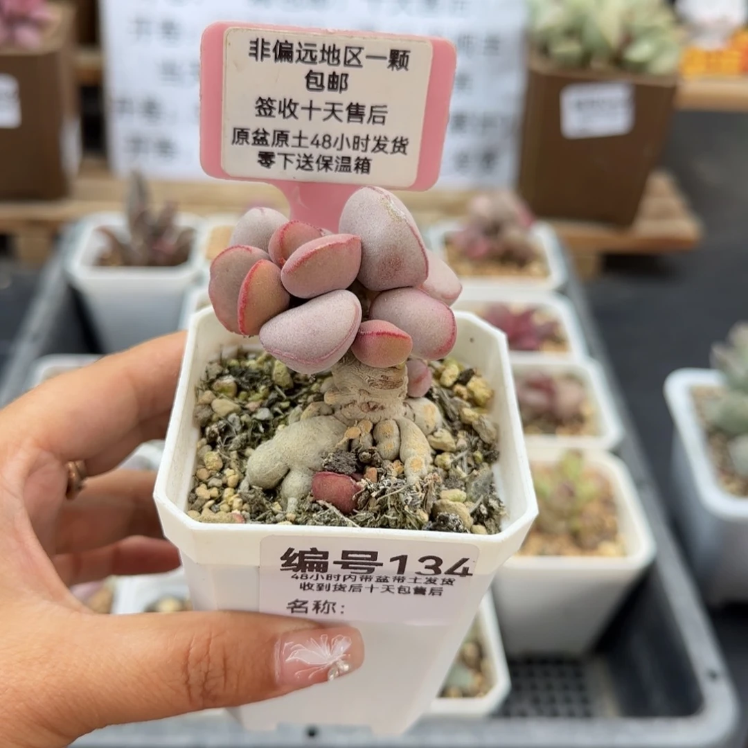 开****天134白肌红蛋微瑕多肉植物