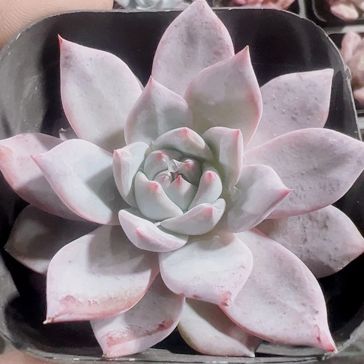 薄叶蓝鸟精品多肉植物