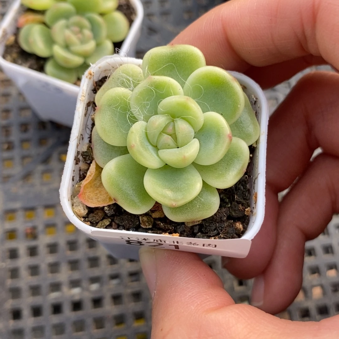 标821童话p88一个