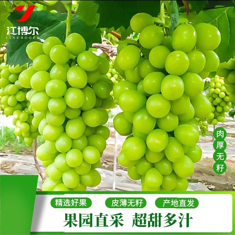 【基地直采】高原阳光玫瑰晴王葡萄无籽葡萄青提应季新鲜水果5斤装
