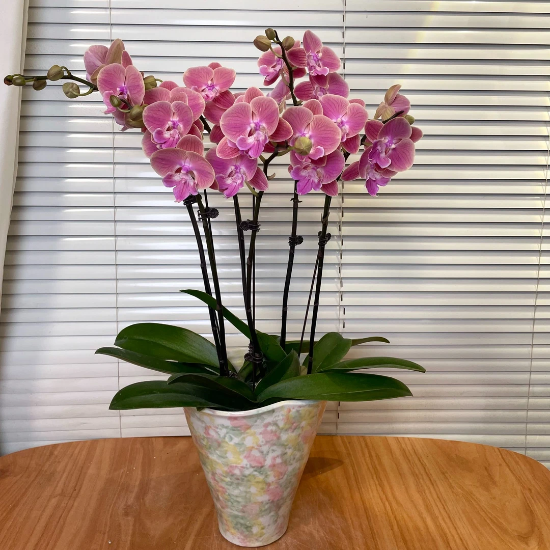 【唯美-蝴蝶兰】 高端鲜花 家居摆件 易养花期长 基地直发