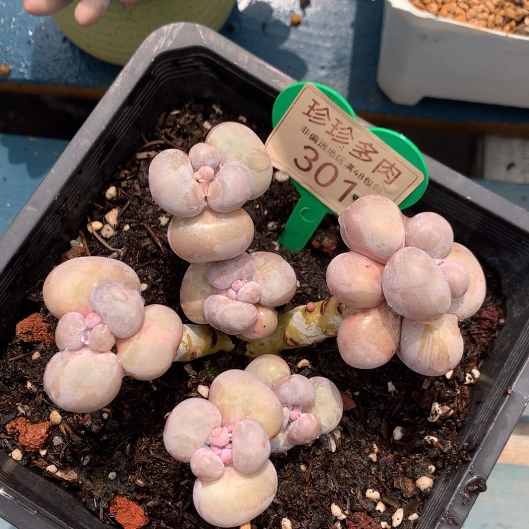 烟美人老桩无砍301