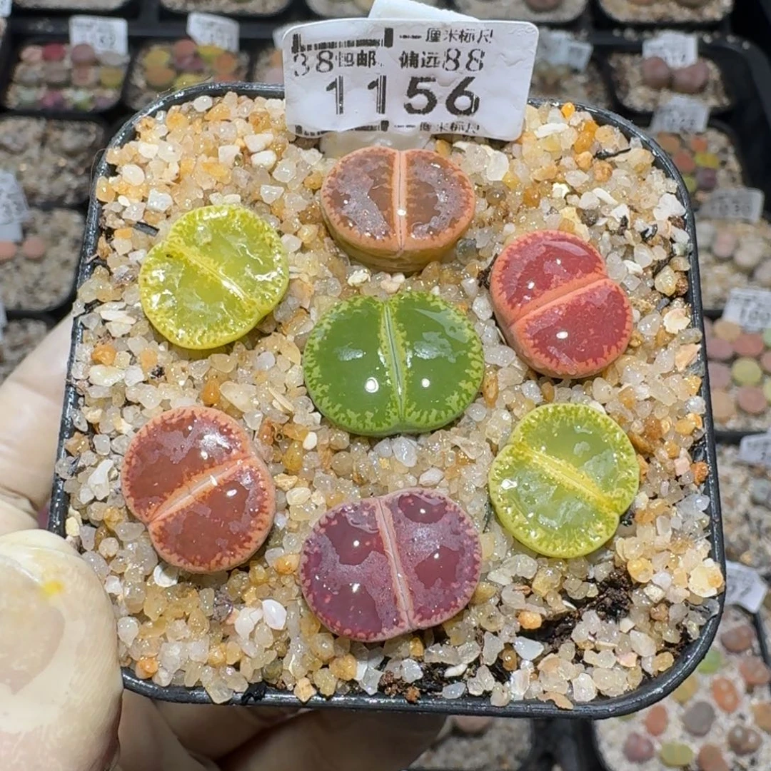 Zzz捡漏福利走起1156