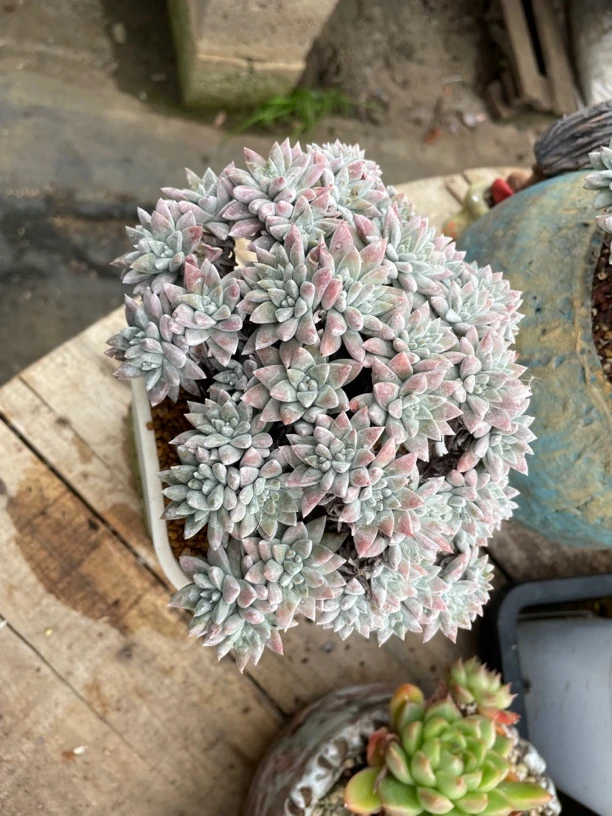 白菊老桩一物一拍