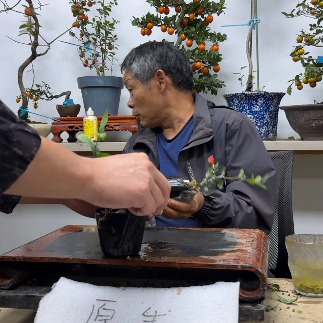 建***无花朵689顺丰到付不包邮