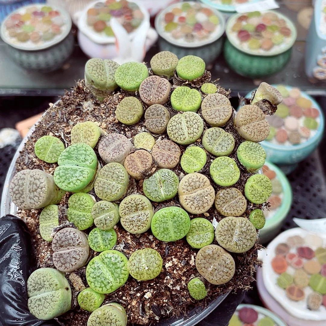 生石花18包邮0924-67