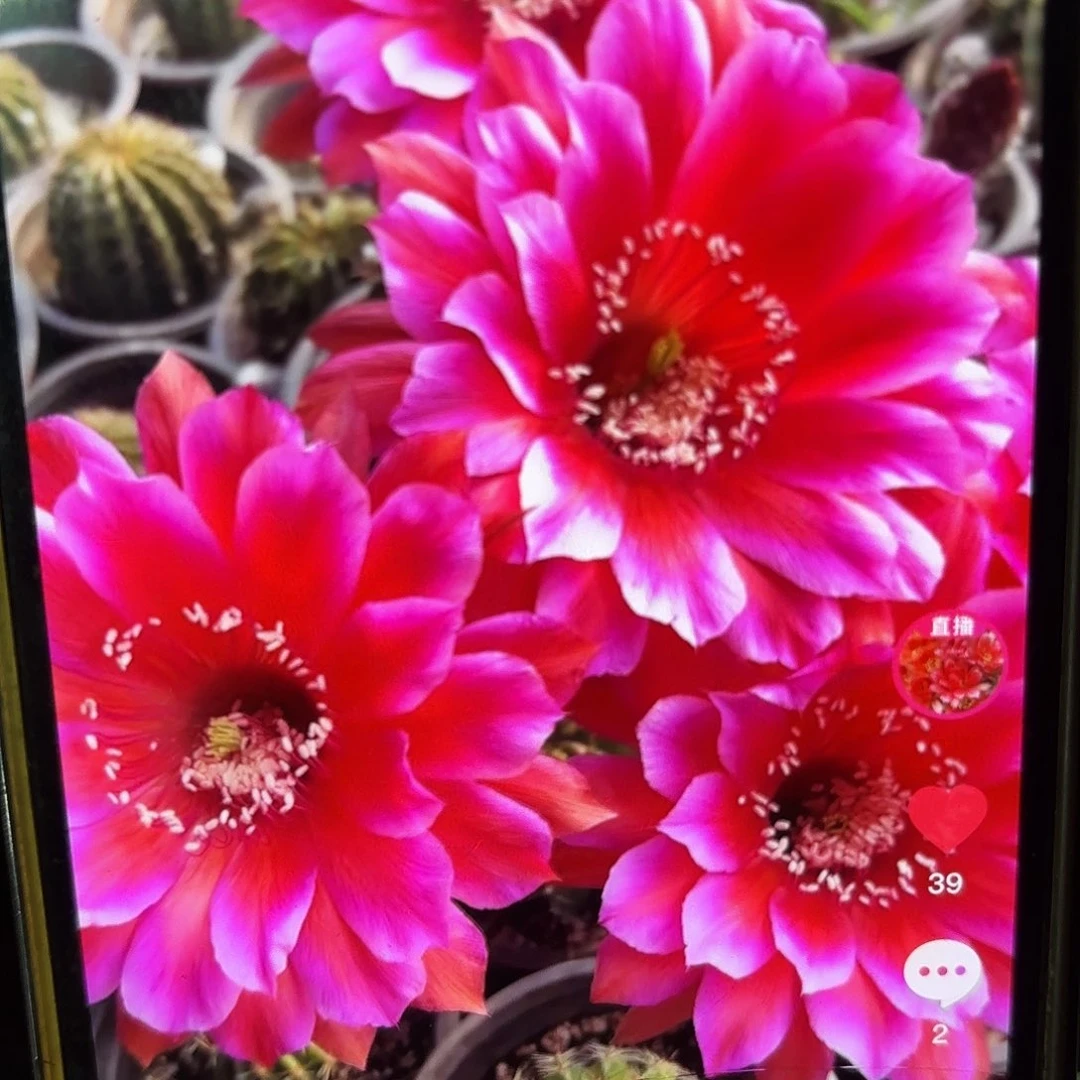 贵妃醉彩侧牙20包邮仙人球1