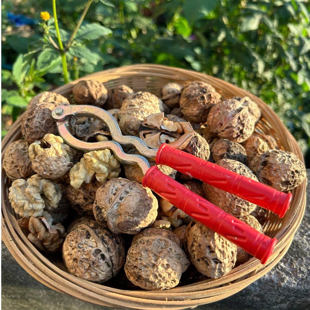 2024年贵州老树薄皮核桃 脆皮核桃 皮薄肉香 送夹子