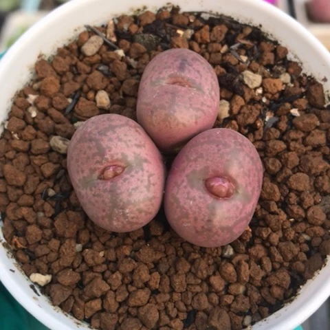 多肉肉锥 吕氏毛杂猴脸