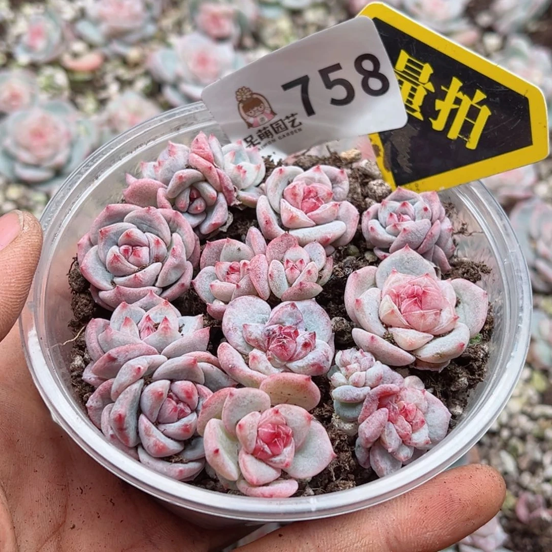 多肉植物多肉植物