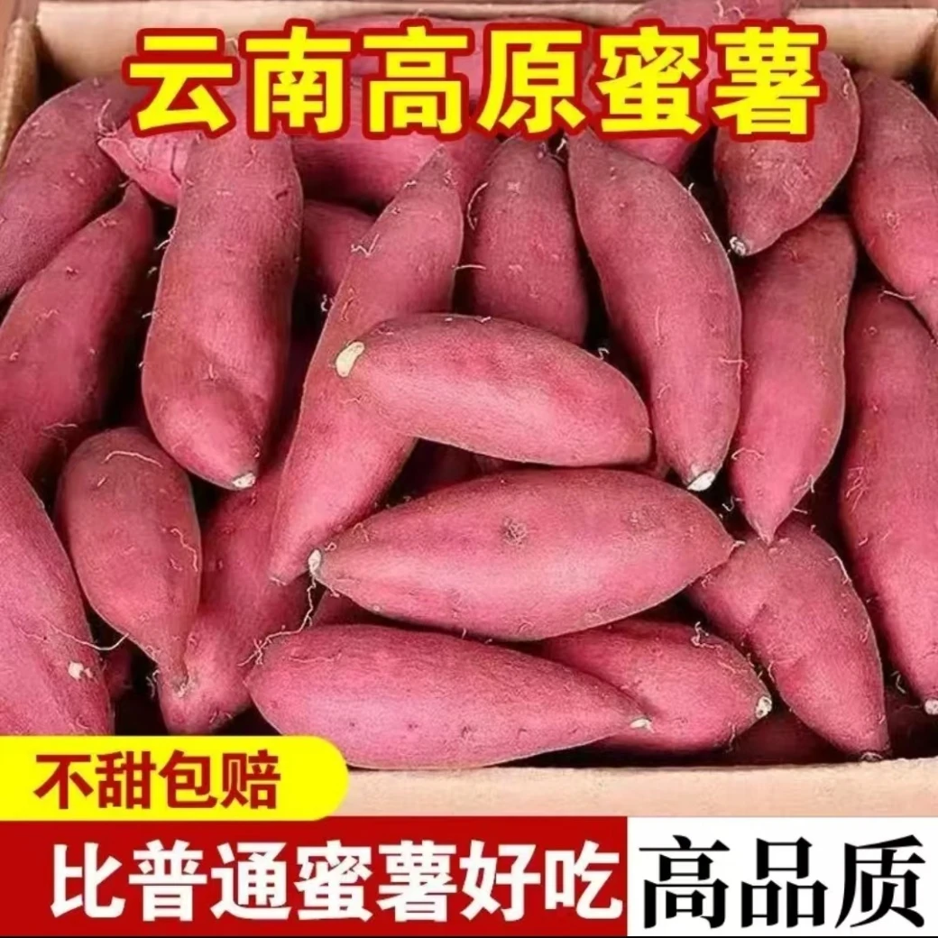 云南高原板栗红薯新鲜地瓜现挖板栗薯糯甜农产品香薯沙地番薯