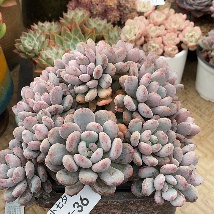 小七夕多肉香香雪36