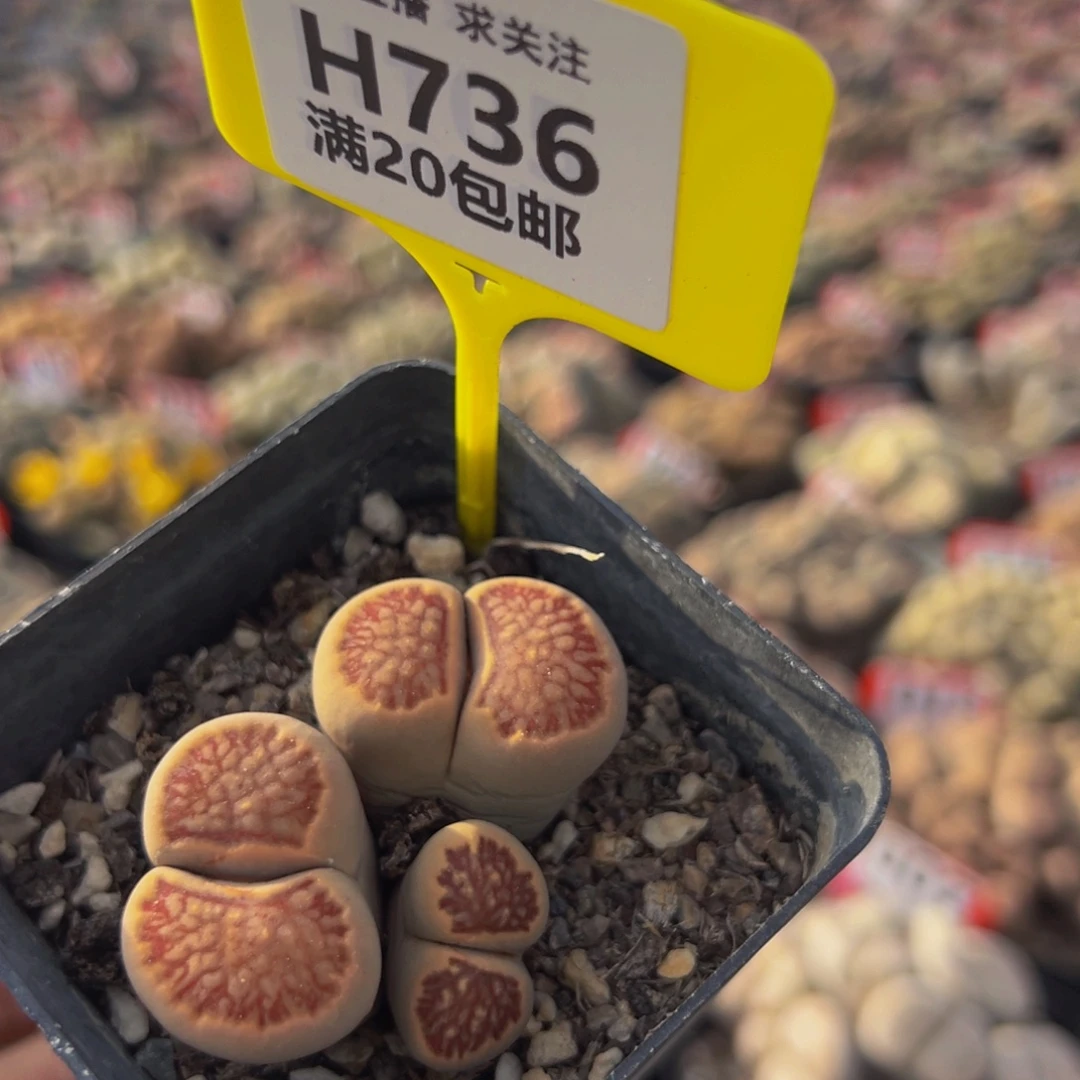 736 生石花大群生大群生