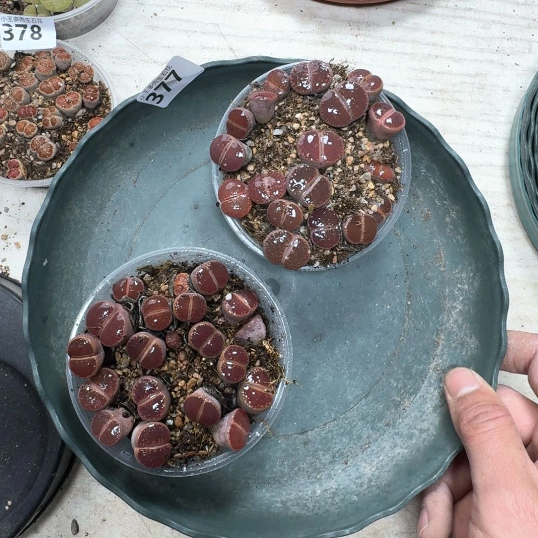 377 比利时Ko两盒