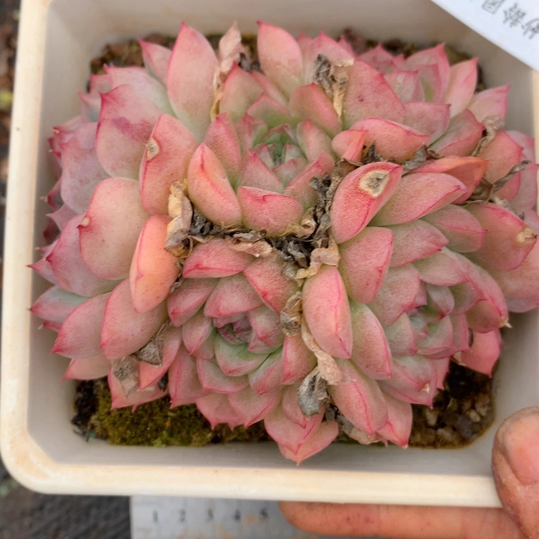 2213杂交精品基地10厘米