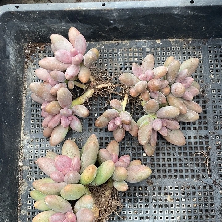 无花朵特价一组糖果群生