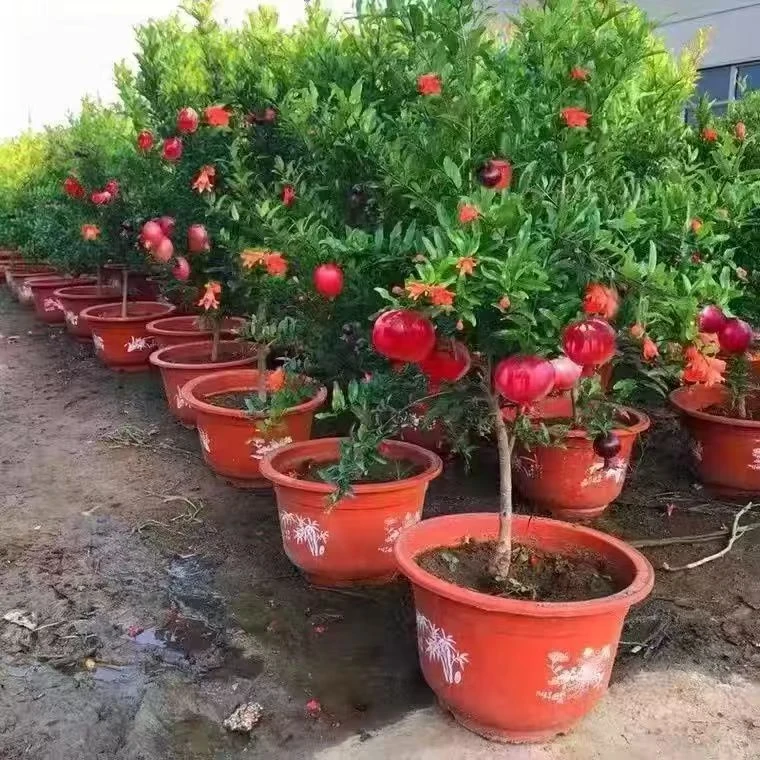 大果紫玉石榴软籽石榴树树苗盆栽庭院果树耐寒甜石榴苗南北方可种