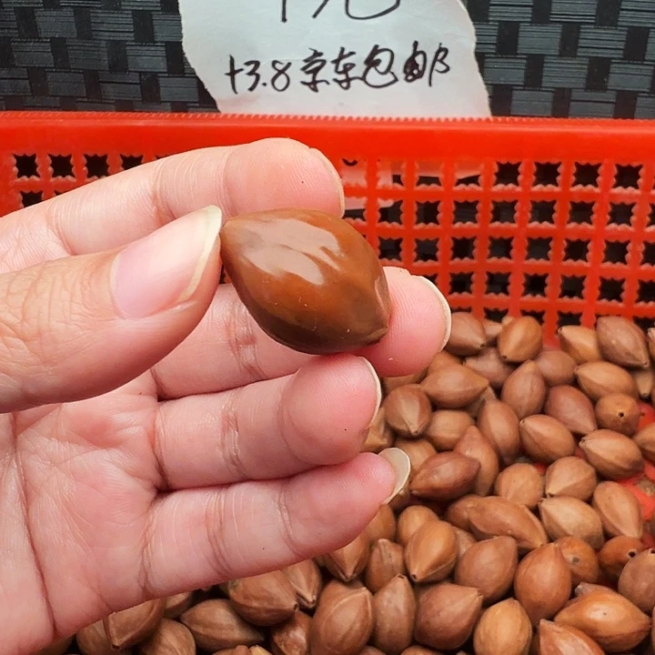 手串/手链橄榄核橄榄