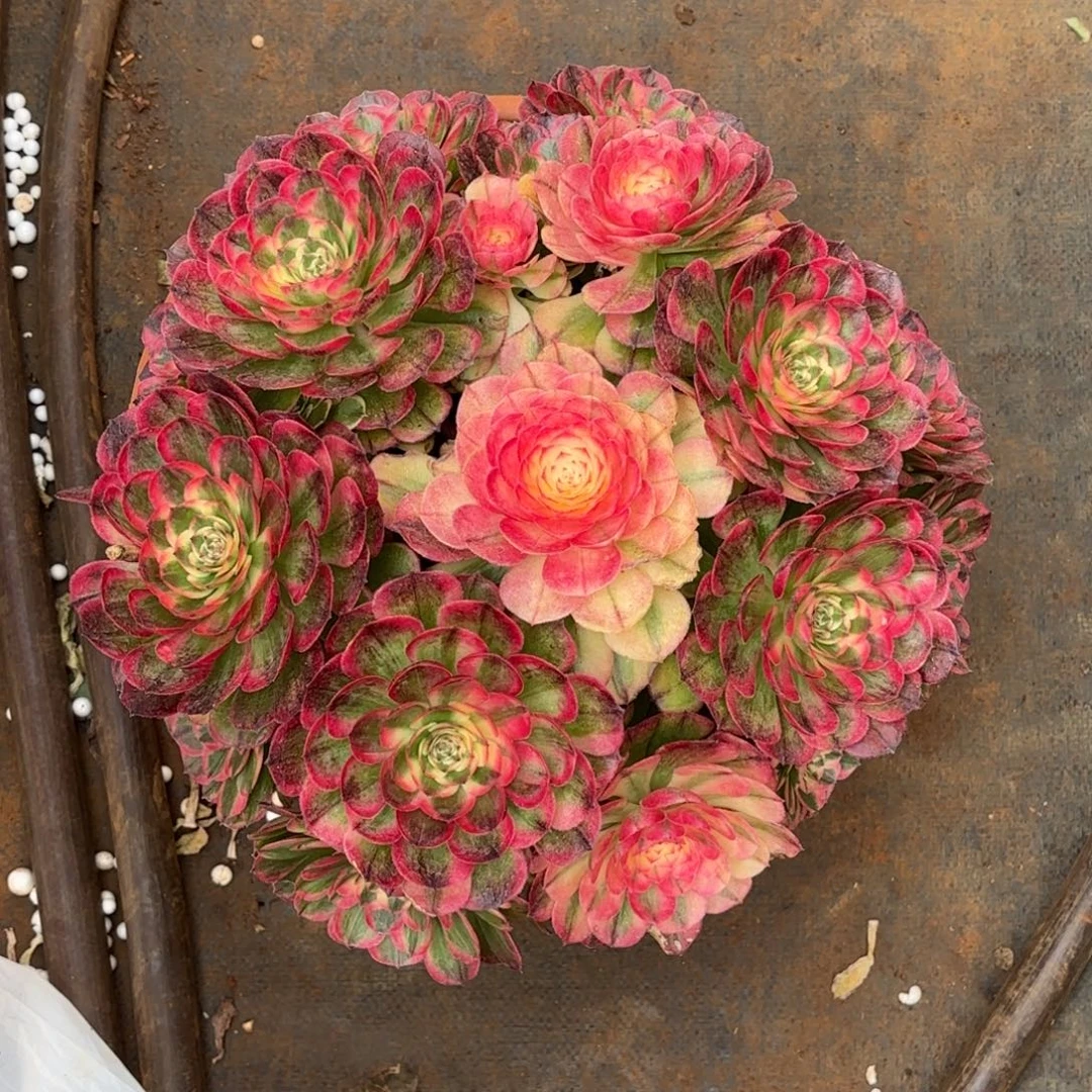 云南多肉植物海神