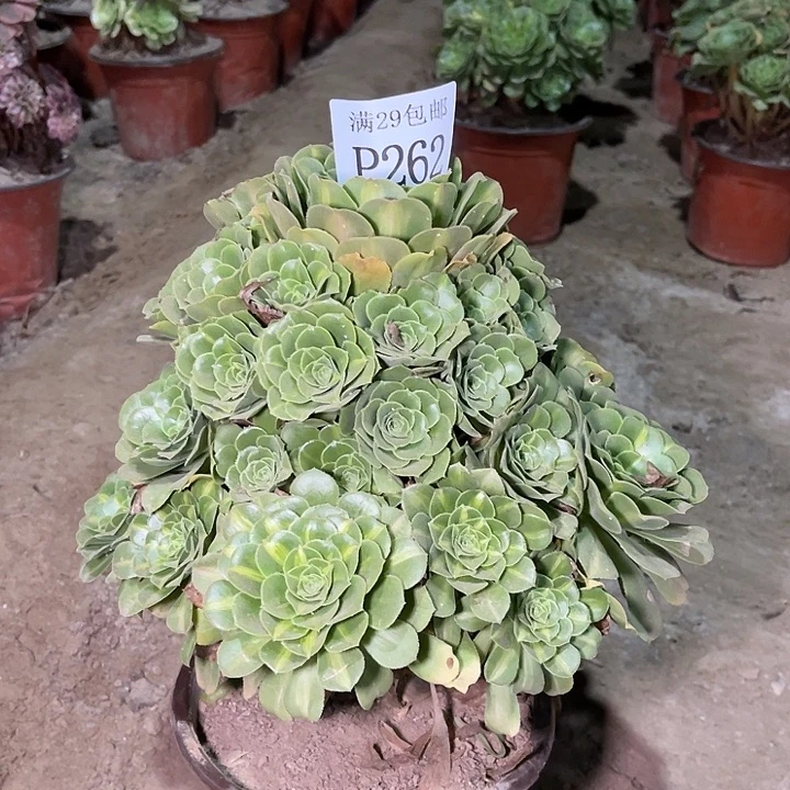 262五彩琉璃多肉植物