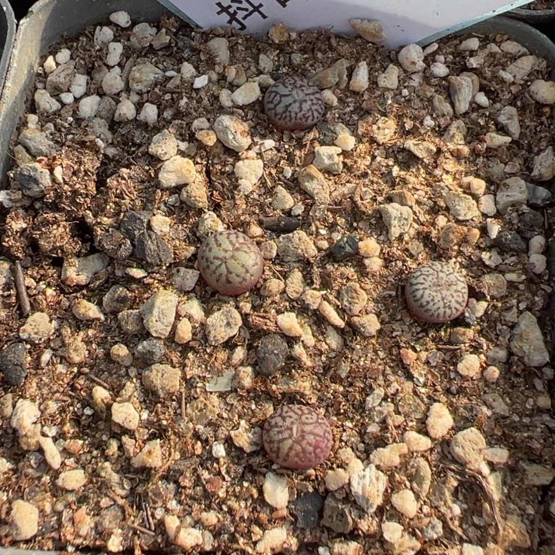 16-168墨多肉植物，