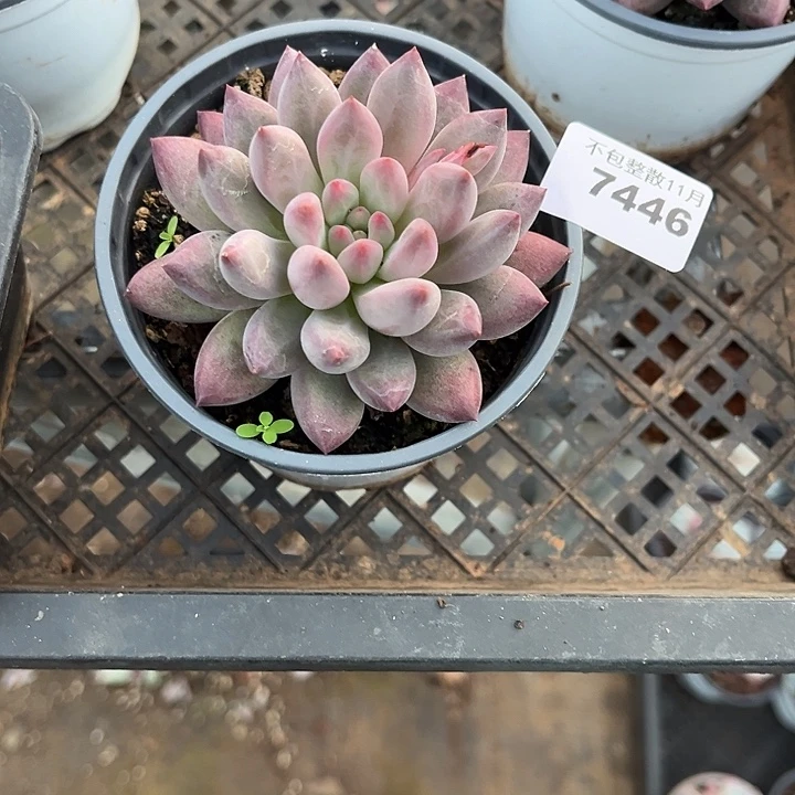 阿雅园艺。         7446虞美人