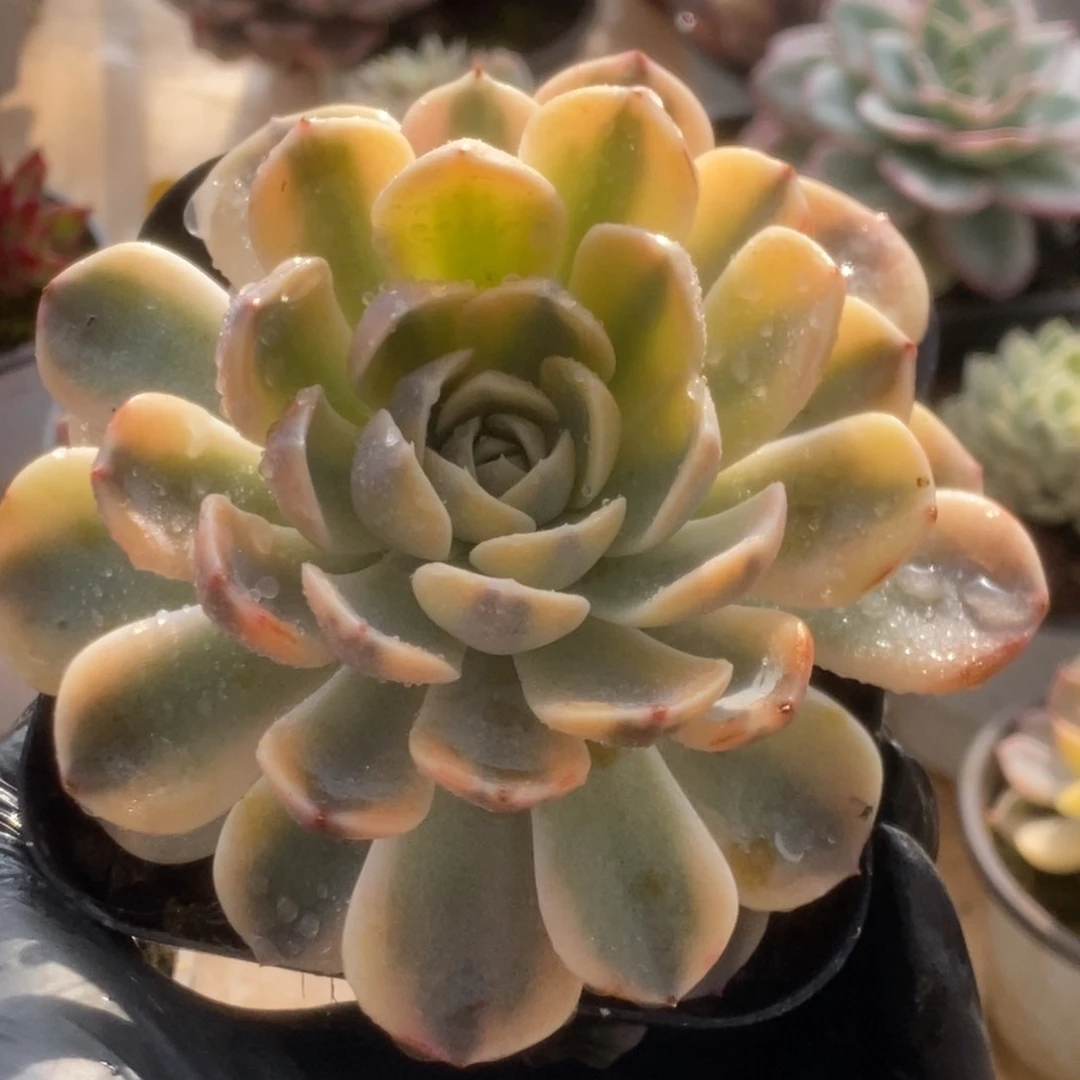 088汉堡锦锦锦锦锦锦