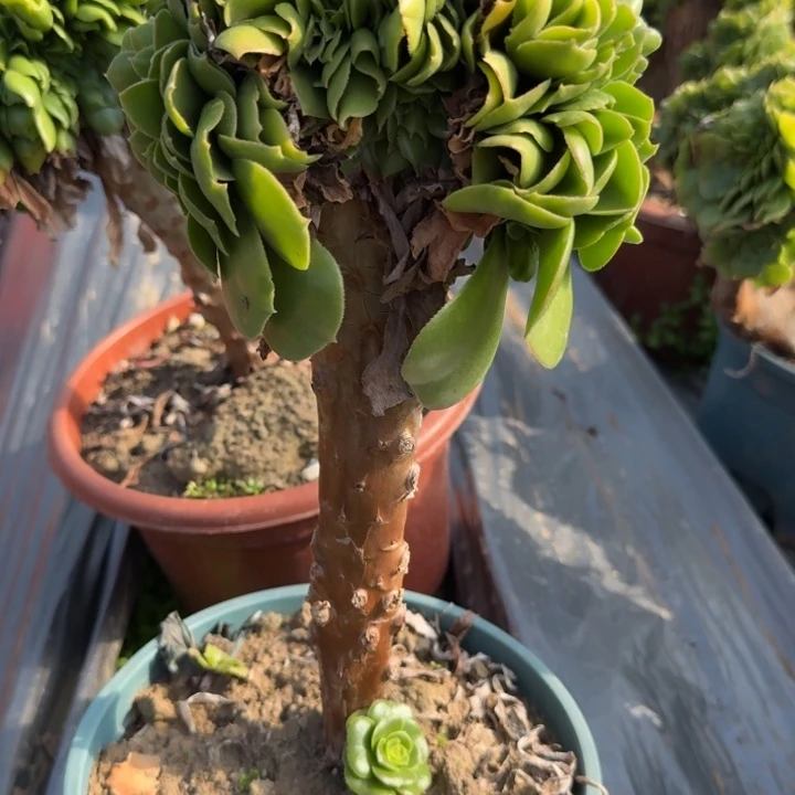 L****?635绿羊绒缀化棒棒